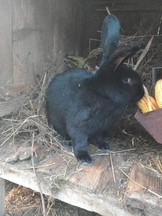 Sprzedam króliki samice