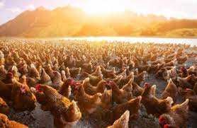 Kury nioski młode z pierwszym jajkiem prosto od Hodowcy.Transport...