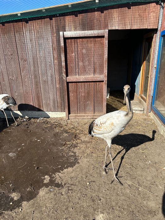 Bardzo duże mandzury 2025 naturalne lęgi