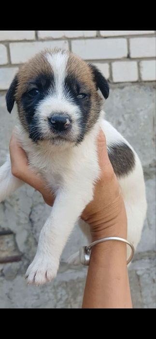 Віддам в добрі руки!