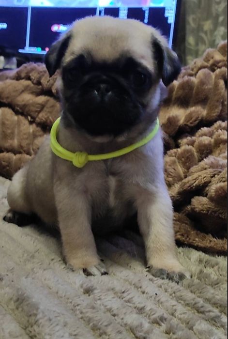 Щенок Мопс продам