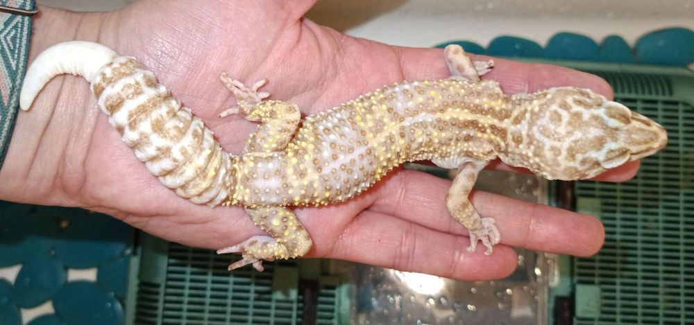 Gekony lamparcie