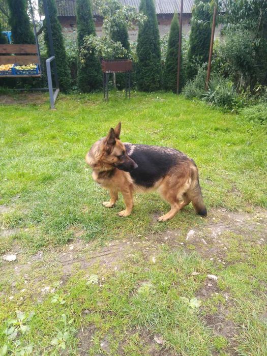 Цуценята німецької вівчарки