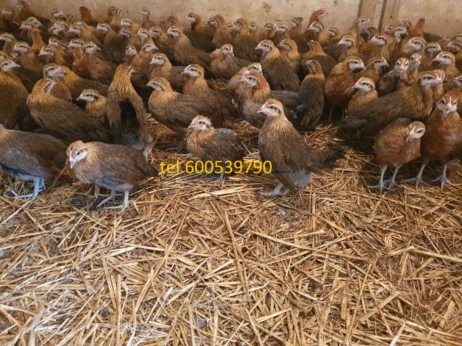 Kurki kokoszki nioski Zielononóżki dostawa Gratis