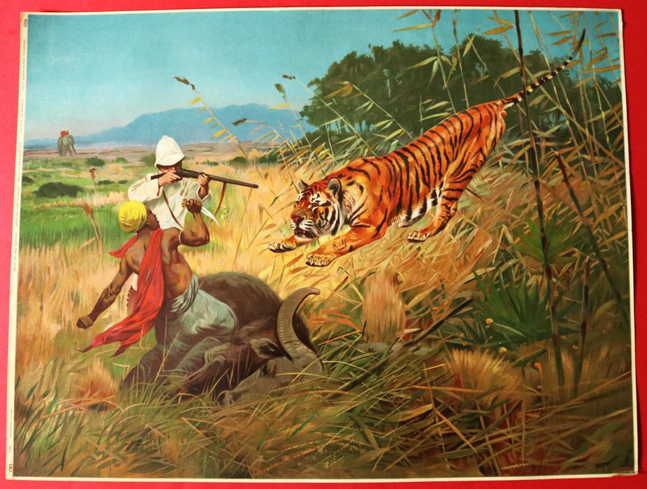 Caça Ataque de um Tigre, grande cromolitografia 1885 T. Breitwieser