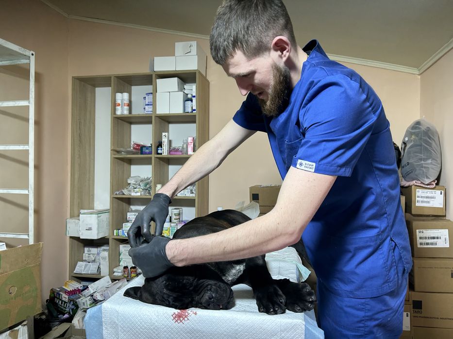 Ветеринар на виїзд Харків | вакцинація, стерилізація, уколи
