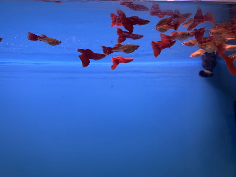 Gupik Full Red Albino - Damian Kalinowski
