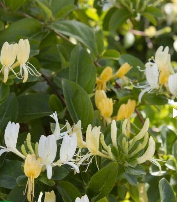 Продам саженцы  жимолости (каприфроль)