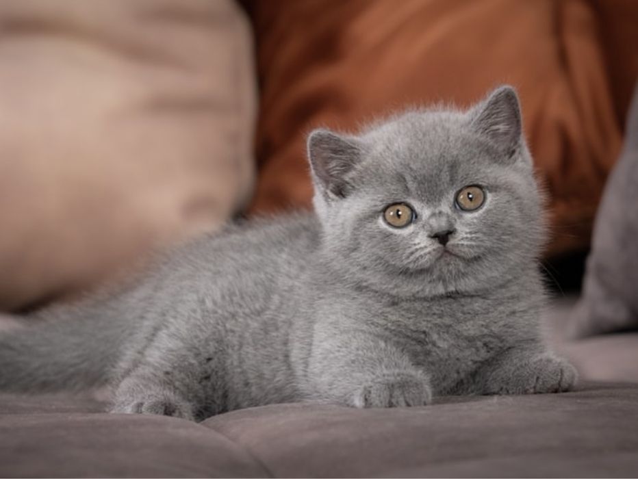 Кошенята виглядають дуже модельно