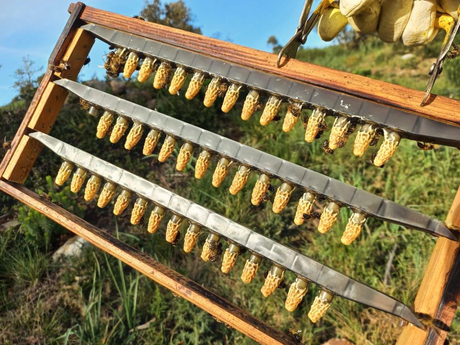 Vendo Enxames de Abelhas - Núcleos 5 quadros (Colmeia Langstroth)