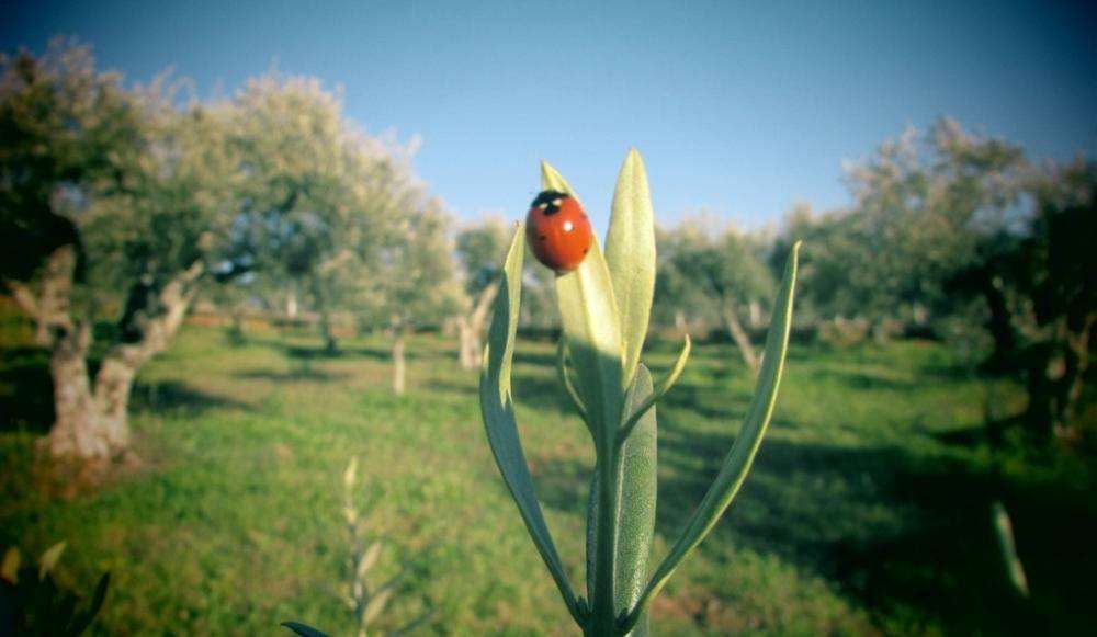 Organic extra virgin olive oil -Portugal