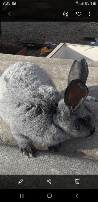 Самцы  полтавское серебро термон белый