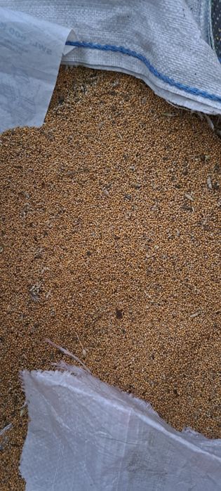 Gorczyca gryka poplon