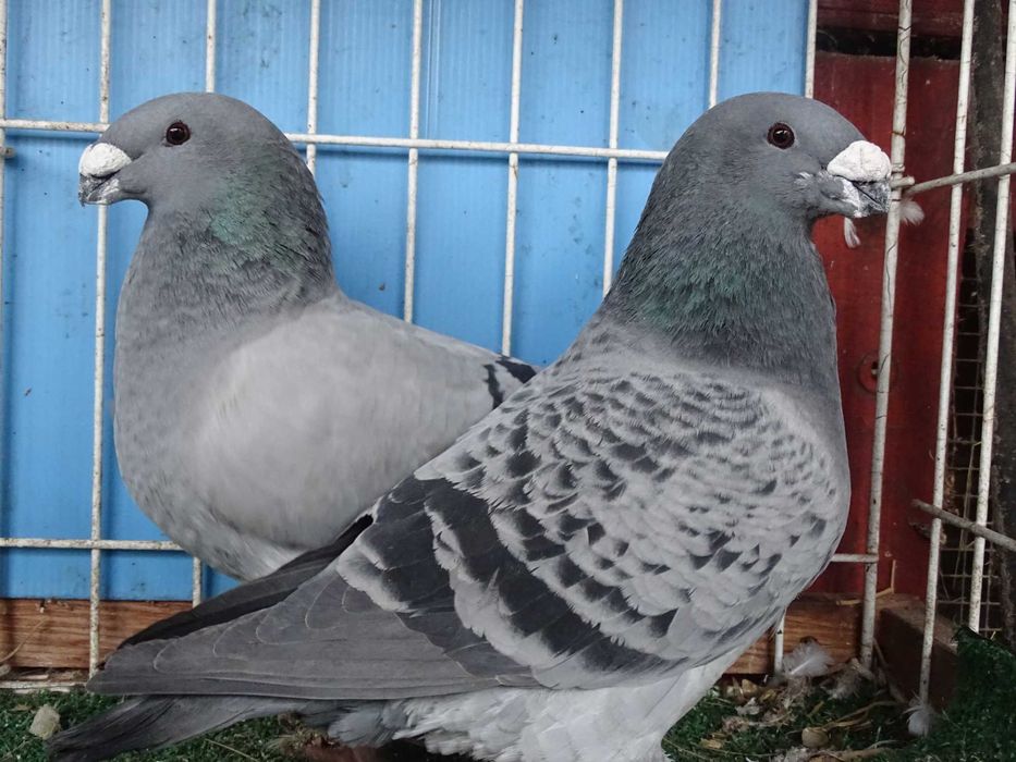 show racer, racery, gołębie ozdobne