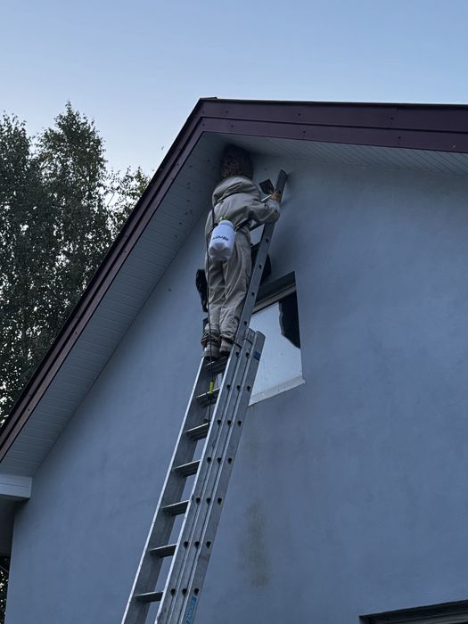 Usuwanie gniazd os i szerszeni