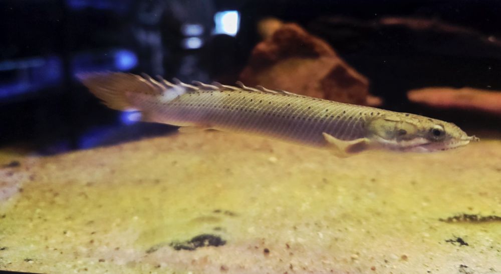 Polypterus senegalski
