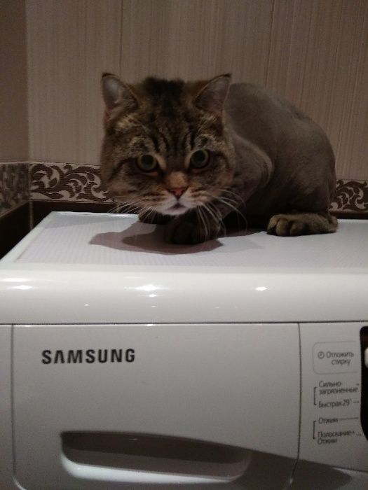 Грумер.Стрижка і вичісування котів  Виїзд на дім