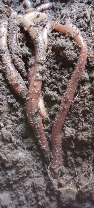 Rosówki zbierane ręcznie rozmiar XL węgorz/sum 60gr- 1szt + box termoizolacyjny  do wysyłki gratis