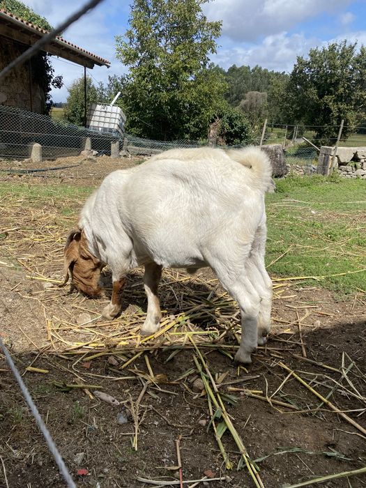 Vendo cabrito macho boer puro