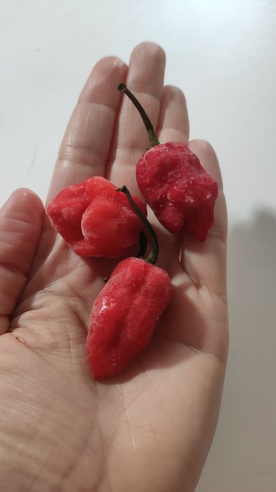 Pimenta Pepper Hot, Bhut Jolokia, Naga Jolokia ou Red Ghost Hot Pepper