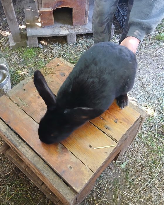 Królik samica czarna. Duża zaszczepiona.