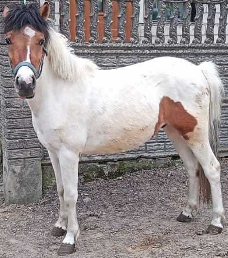 Koń Huculski 7-letni