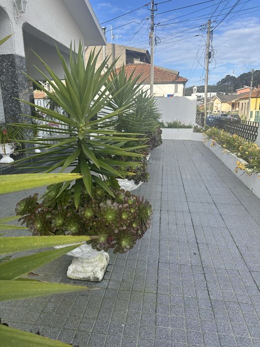 Plantas iucas para jardins ou para vasos