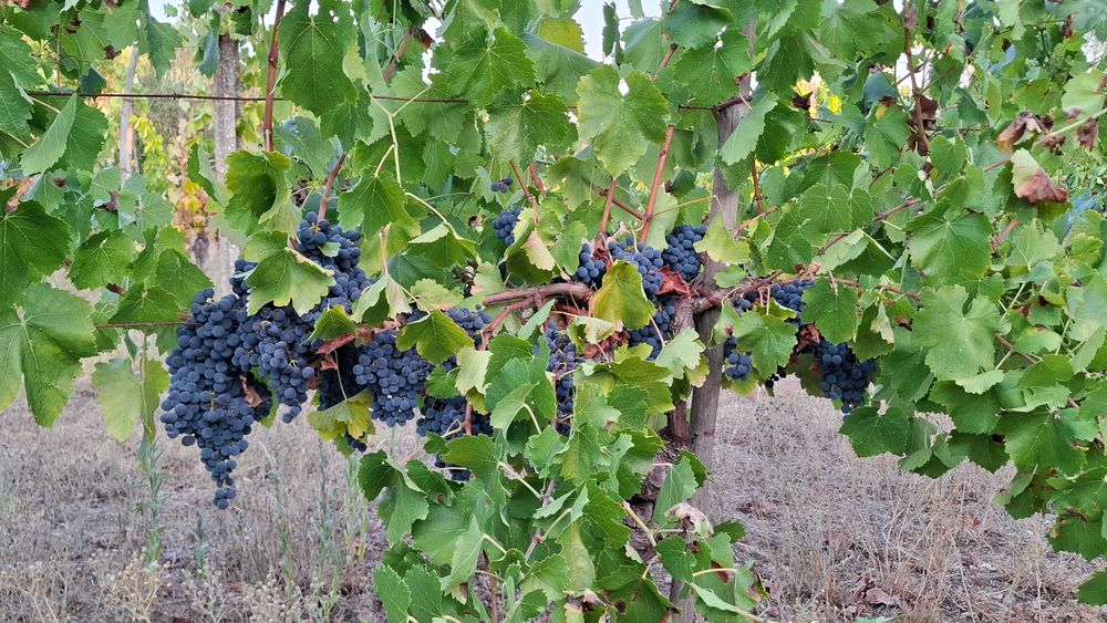 Uvas-Região do Dão