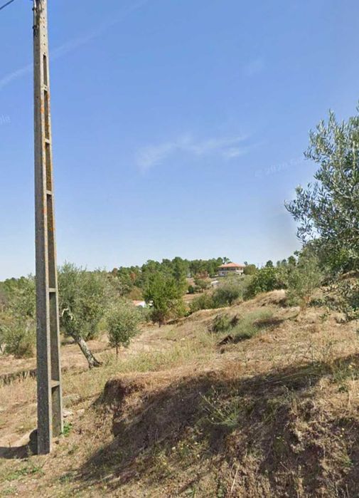 Terreno com oliveiras em Aldeia da Serra