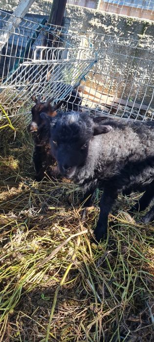 Ovelha Ouessant (ovelhas anãs)