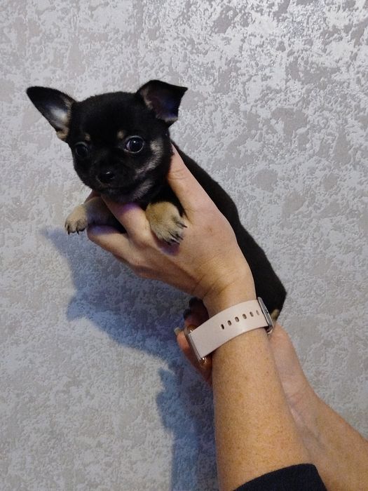 Чихуахуа мини девочка