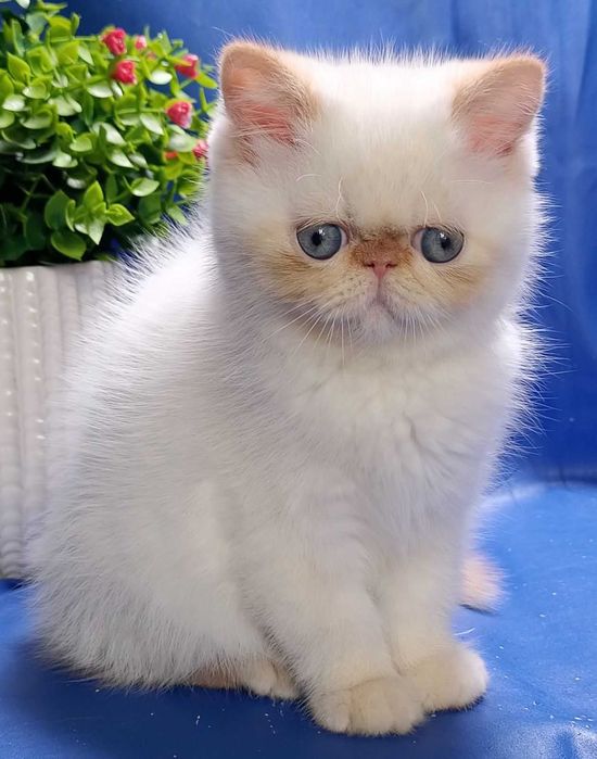 Шикарні Екзотичні дівчатка Лілі та Лола