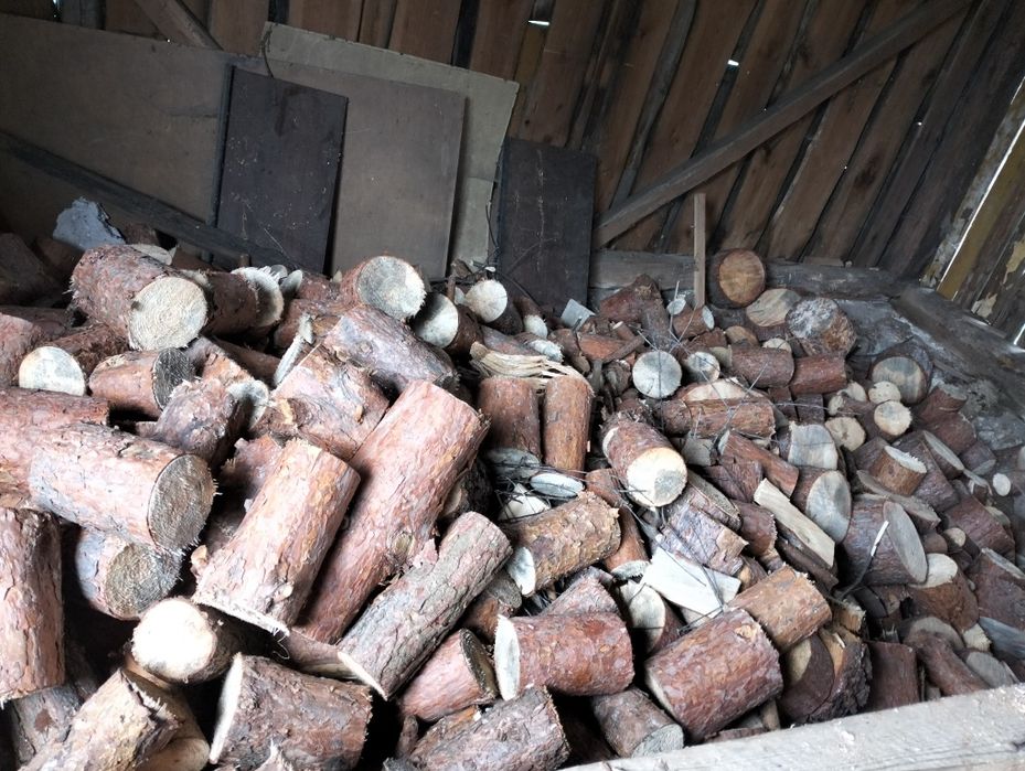 Sprzedam drzewo sosna