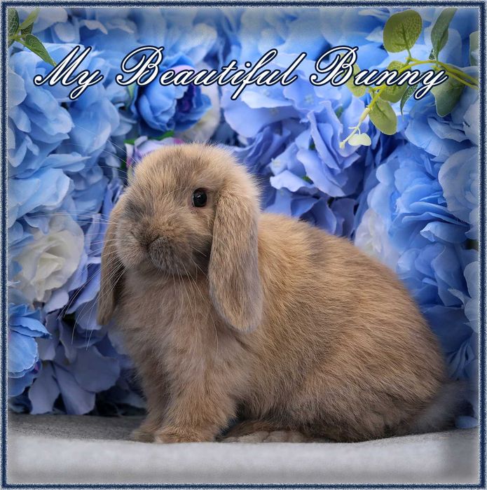 Młody Królik Mini Lop - Harlequin