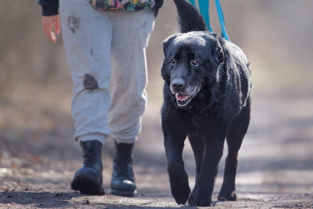 Duzy pies szuka domu, pilna adopcja