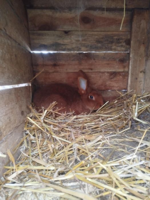 Samiec Nowozelandzki czerwony