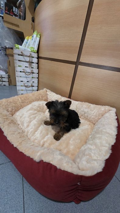 Yorkhire terrier fêmea mini