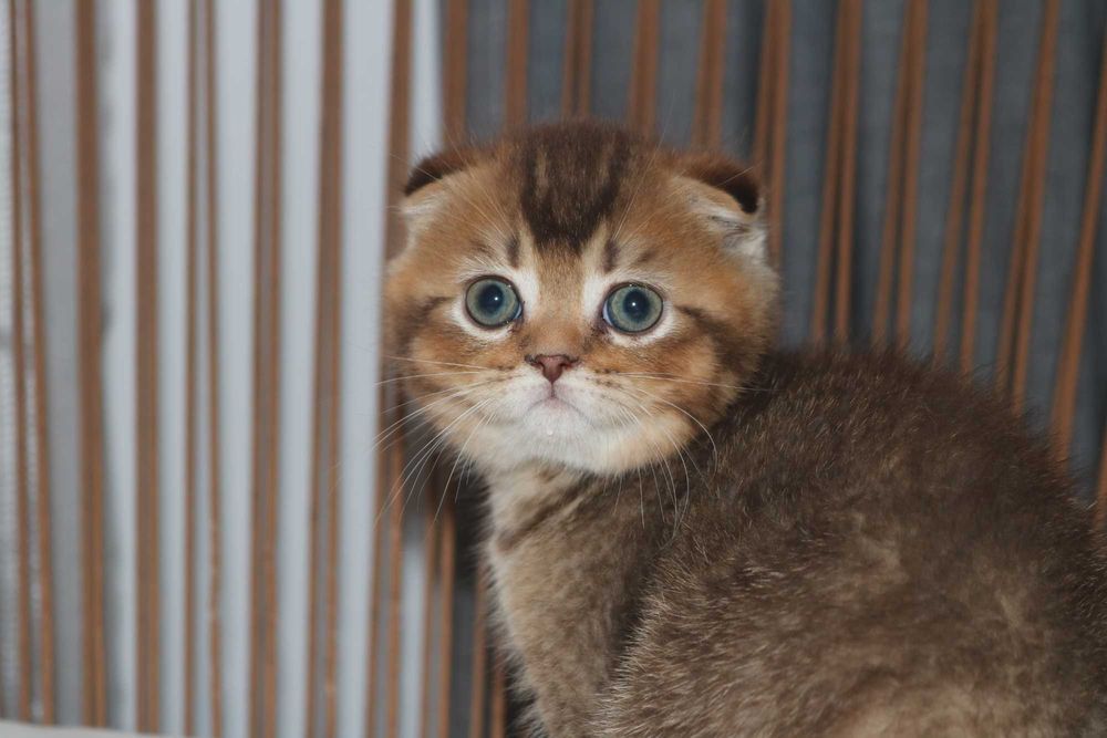 Um gatinho scottish fold golden brown