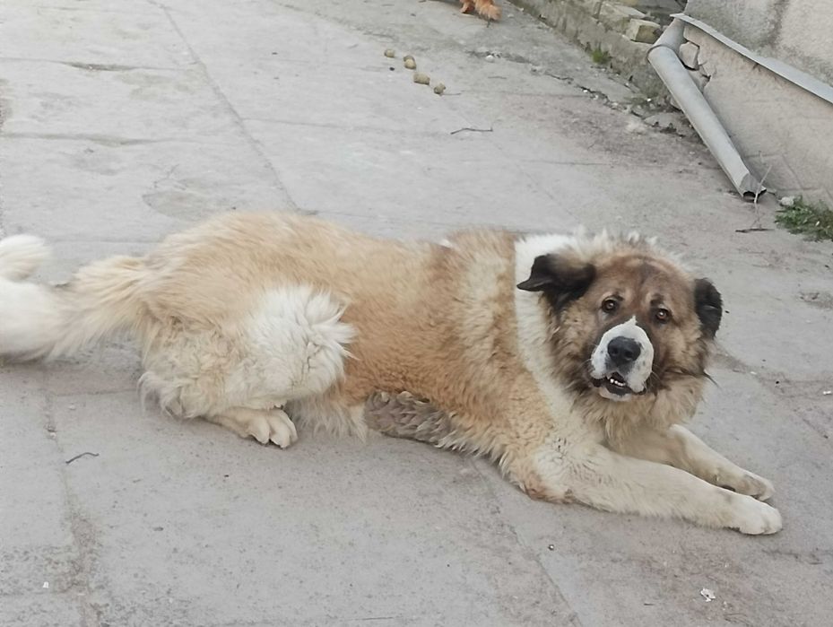 Кабель для случки кавказька вівчарка чистокровний