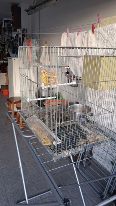Gaiola + casal de javas.