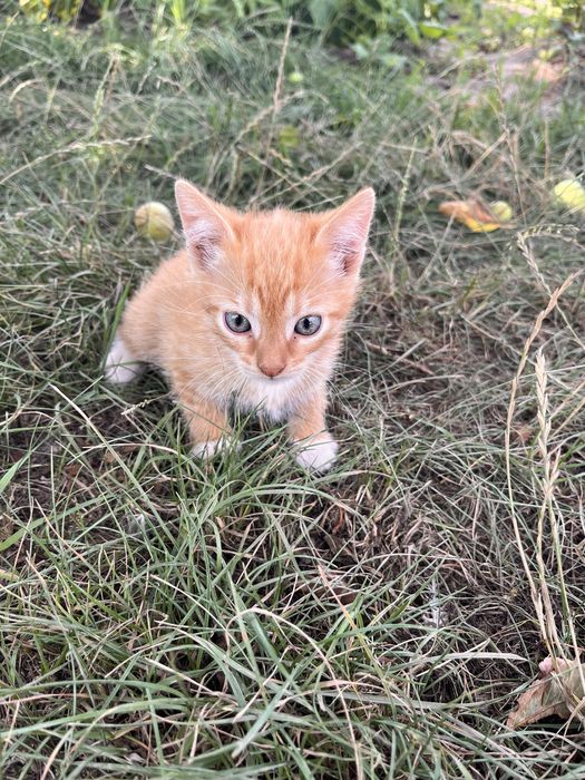 Котики шукають батьків