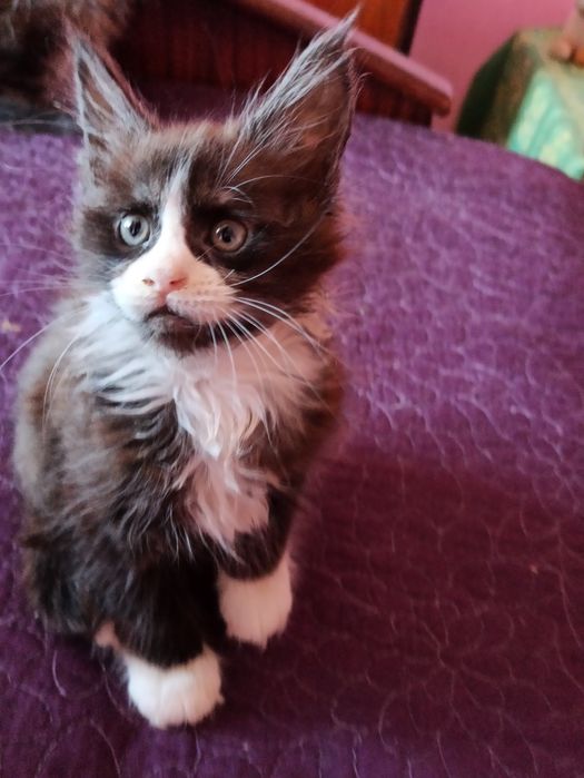 Сестрички із розплідника готові до переїзду