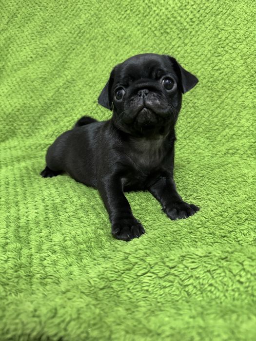 Мопси чорного окрасу