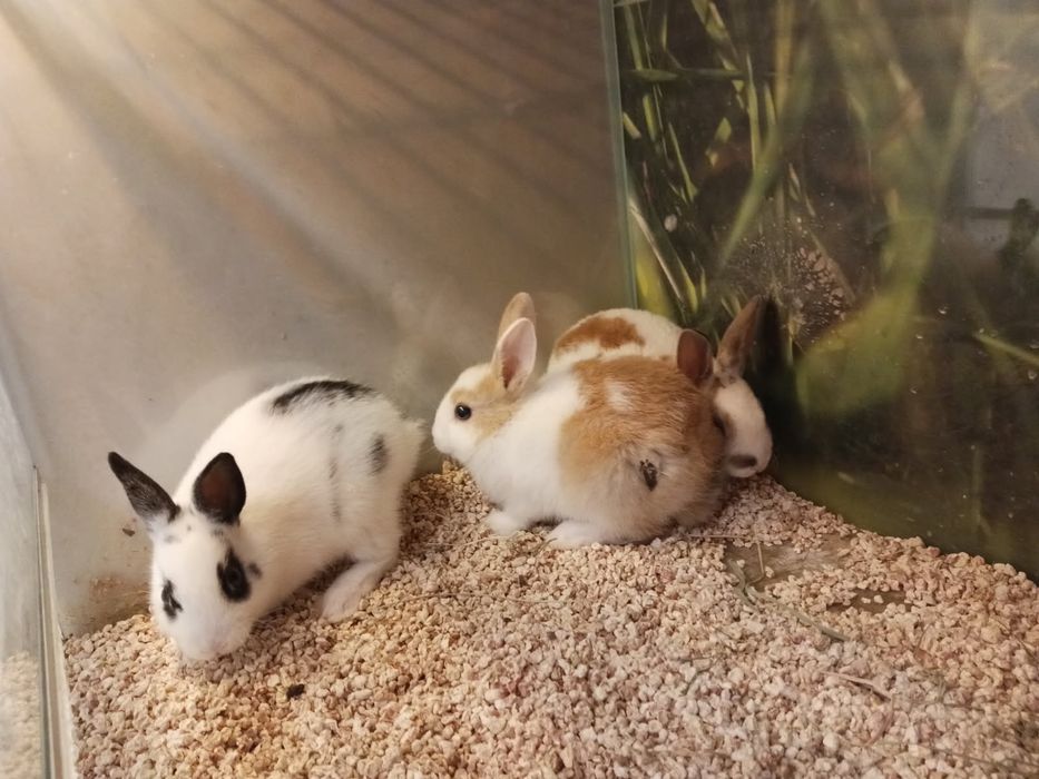 Królik karzełek REX Kraków (Swoszowice)