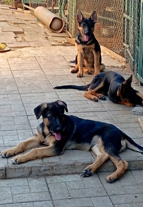 щенки из питомника.