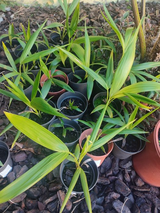 Palmeira Howea forsteriana/Kentia