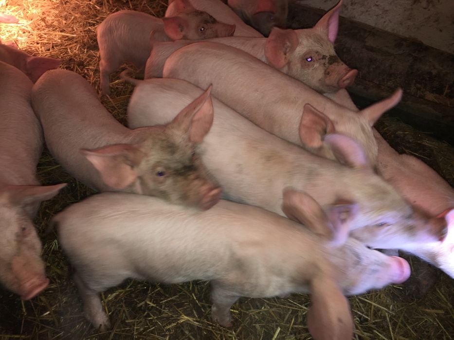 Продам поросят м‘ясного напрямку
