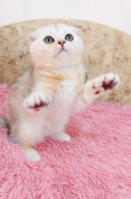 Маленьке Чудо Висловухий котик шотландик