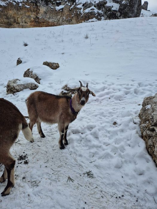 Sprzedam kozy Ryczów koło Ogrodzieńca
