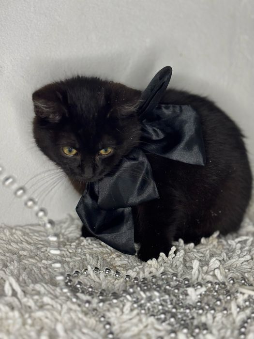 Кошеня в добрі руки